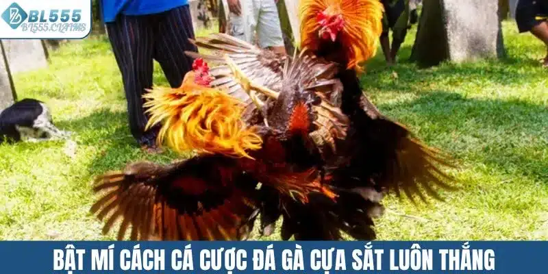 Bật mí cách cá cược đá gà cựa sắt luôn thắng
