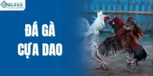 Đá gà cựa dao