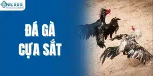 Đá gà cựa sắt