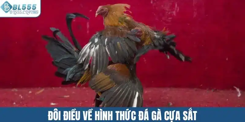 Đôi điều về hình thức đá gà cựa sắt