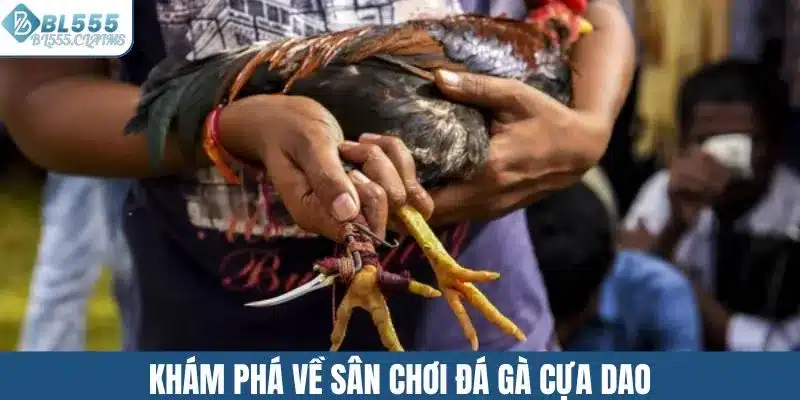Khám phá về sân chơi đá gà cựa dao